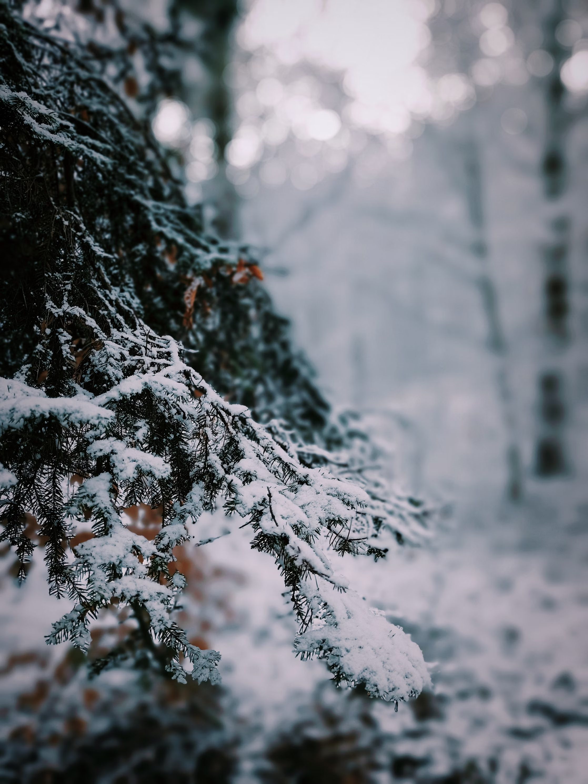 A snowy pine branch framed by a tranquil woods background, representing the 'Librarian's Choice' monthly book recommendations.