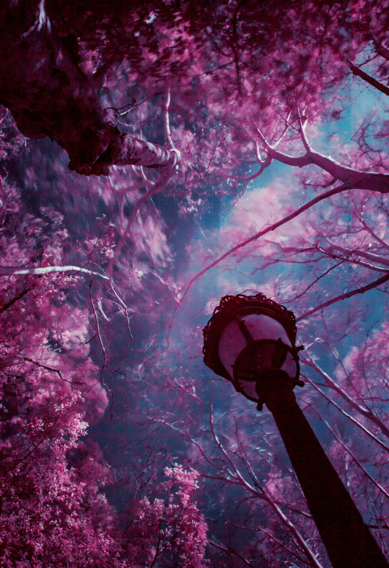 A lamppost in a magical forest usually common in a fairy tale.