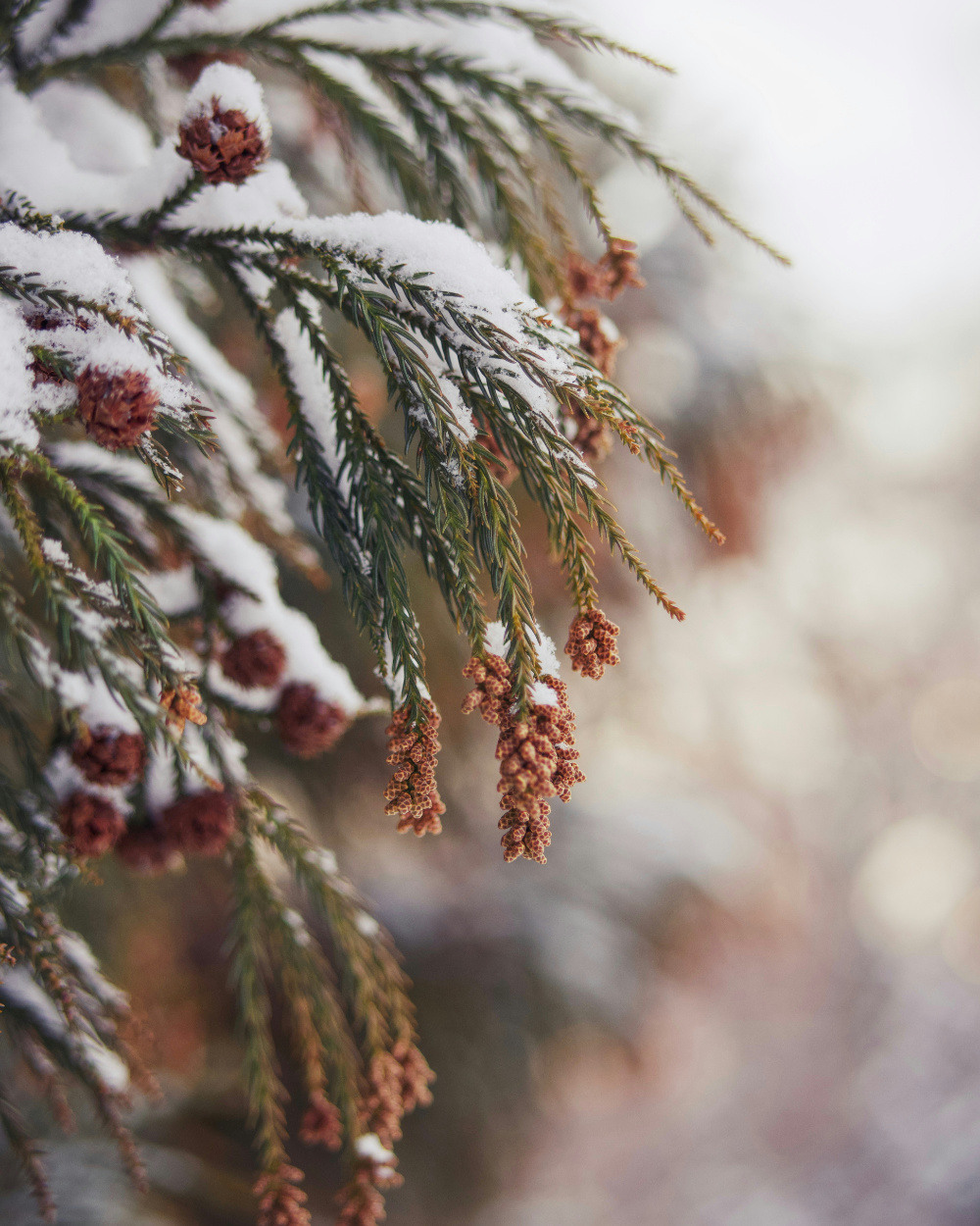 A branch of a pine tree, celebrating the coming of March and of the Librarian's Choice books.