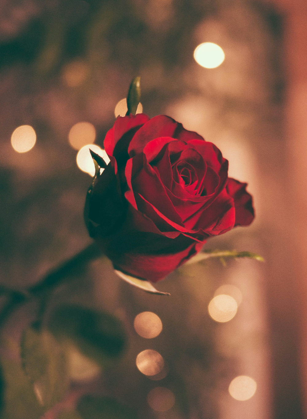 A red rose symbolizing the beauty of a good romance story.